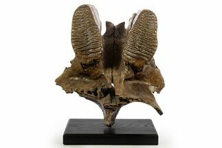 Adult Woolly Mammoth Upper Jaw - North Sea #337179
