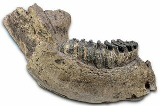 Southern Mammoth Partial Mandible with M Molar - Hungary #337194