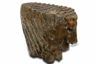 Fossil Woolly Mammoth Upper M Molar - Poland #337182