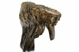 Fossil Woolly Mammoth Lower M Molar - Poland #337188