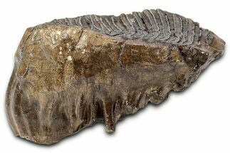 Fossil Elderly Woolly Mammoth Upper M Molar - Poland #337199