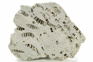 Silurian Dolostone w/ Sparkling Fossil Coral (Fletcheria) - Ohio #336579