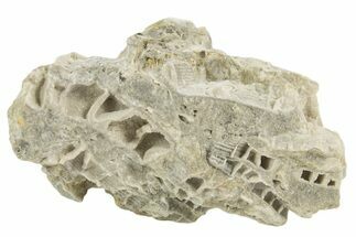 Silurian Dolostone w/ Sparkling Fossil Coral (Fletcheria) - Ohio #336590