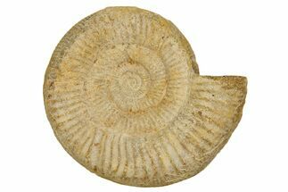 Jurassic Ammonite (Perisphinctes) Fossil - Madagascar #337228