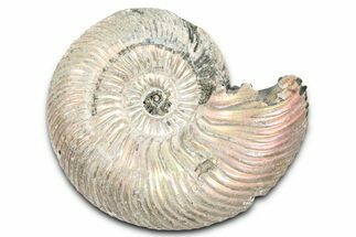Iridescent, Pyritized Ammonite (Quenstedticeras) Fossil - Russia #337332