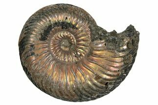 Iridescent, Pyritized Ammonite (Quenstedticeras) Fossil - Russia #337293