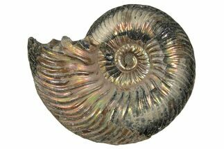 Iridescent, Pyritized Ammonite (Quenstedticeras) Fossil - Russia #337296