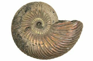 Iridescent, Pyritized Ammonite (Quenstedticeras) Fossil - Russia #337299