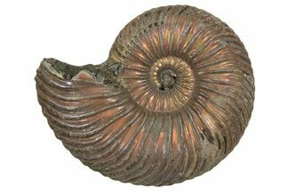 Iridescent, Pyritized Ammonite (Quenstedticeras) Fossil - Russia #337312