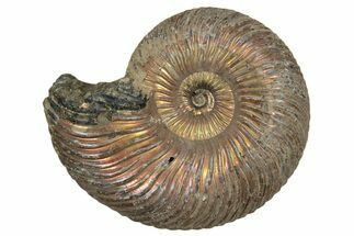 Iridescent, Pyritized Ammonite (Quenstedticeras) Fossil - Russia #337313