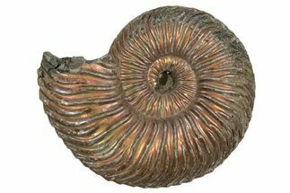 Iridescent, Pyritized Ammonite (Quenstedticeras) Fossil - Russia #337319