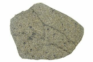 Martian Shergottite Meteorite ( g) Slice - NWA #337590