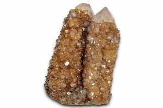 Sunshine Cactus Quartz/Amethyst Crystal Cluster - South Africa #337648