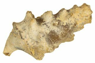 Agatized Gastropod (Cerithium?) Fossil - Morocco #338027