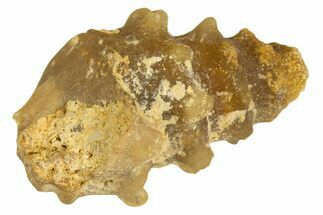 Agatized Gastropod (Cerithium?) Fossil - Morocco #338037