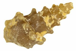 Agatized Gastropod (Cerithium?) Fossil - Morocco #338039