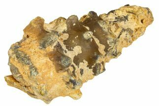 Agatized Gastropod (Cerithium?) Fossil - Morocco #338042