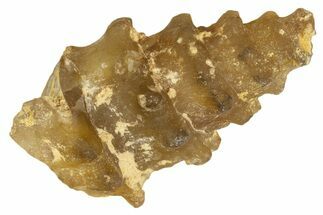 Agatized Gastropod (Cerithium?) Fossil - Morocco #338045