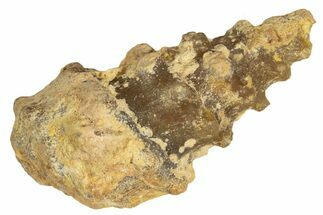 Agatized Gastropod (Cerithium?) Fossil - Morocco #338048