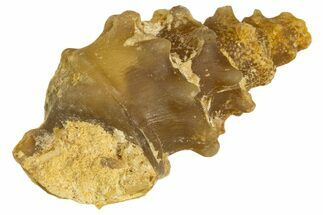 Agatized Gastropod (Cerithium?) Fossil - Morocco #338053