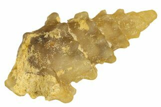 Agatized Gastropod (Cerithium?) Fossil - Morocco #338054