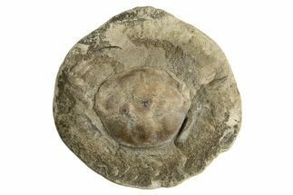 Prepare Your Own Fossil Crab Concretion - Washington State #338101
