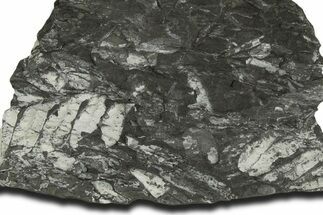 Fossil Seed Fern (Alethopteris) Plate - Pennsylvania #338128