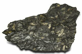 Fossil Seed Fern (Alethopteris) Plate - Pennsylvania #338135