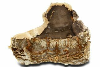 Stromatolite Covered Petrified Plume Wood Slab - Oregon #338170