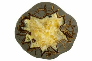 Polished Septarian Slab - Utah #338228