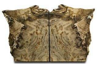 Buy Petrified Wood Bookends
