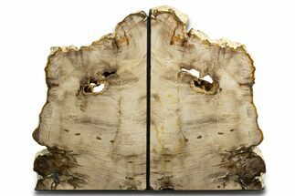 Tall Colorful Petrified Wood Bookends - Washington #338278