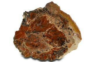 Red/Black Petrified Wood (Araucarioxylon) Slab - Arizona #338287