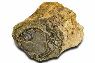 Wide Petrified Wood (Schinoxylon) Limb - Blue Forest, Wyoming #338282