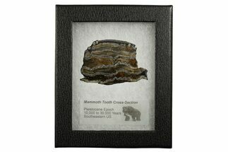 Mammoth Molar Slice With Case - South Carolina #337707