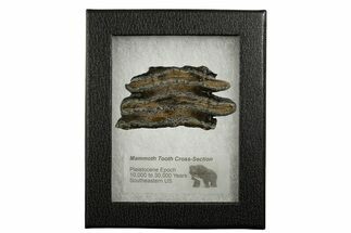 Mammoth Molar Slice With Case - South Carolina #337723
