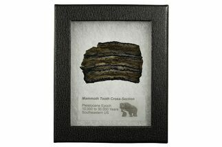 Mammoth Molar Slice With Case - South Carolina #337727
