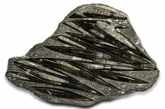 Polished Fossil Orthoceras (Cephalopod) Plate - Morocco #338343