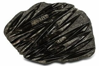 Polished Fossil Orthoceras (Cephalopod) Plate - Morocco #338382