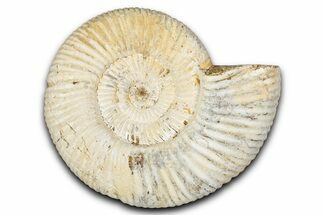 Jurassic Ammonite (Perisphinctes) Fossil - Madagascar #337692