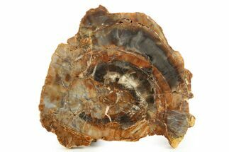 Polished Petrified Wood (Araucarioxylon) Slab - Arizona #338413