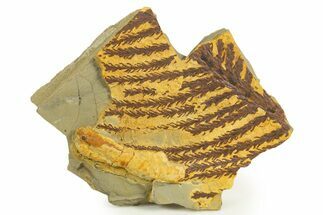 Lower Permian Conifer (Walchia) Fossil - Kinney Quarry, NM #338420