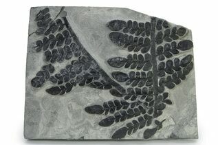Plant Fossils For Sale