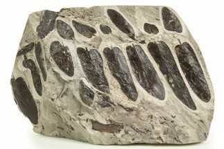 Carboniferous Fossil Fern (Neuropteris) Plate - France #338434