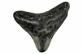 Juvenile Megalodon Tooth - North Carolina #338508
