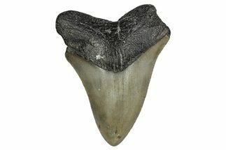 Serrated, Juvenile Megalodon Tooth - North Carolina #338516
