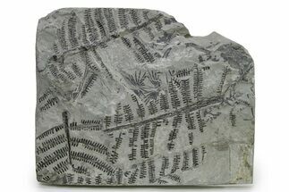 Carboniferous Fossil Fern and Horsetail Plate - Two Species #338608