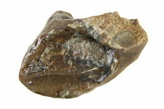 Partially Rooted Fossil Dinosaur (Triceratops) Tooth - Montana #338654