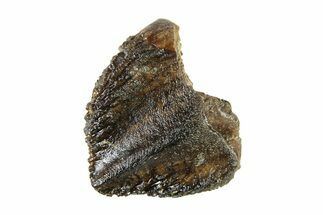 Unworn Fossil Dinosaur (Triceratops) Crown - Montana #338655