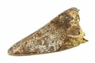 Juvenile Tyrannosaur (Nanotyrannus) Premax Tooth - Montana #338697